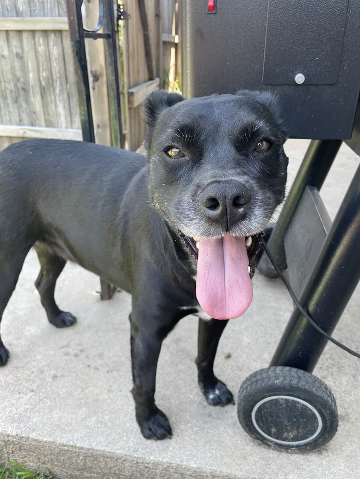 R2 the dog beside the smoker, tongue out